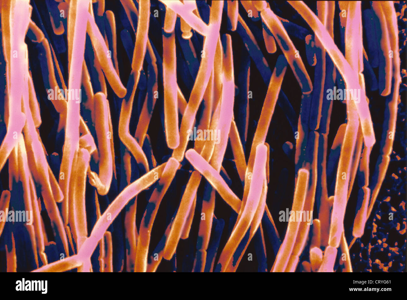 BACILLUS SUBTILIS Stock Photo