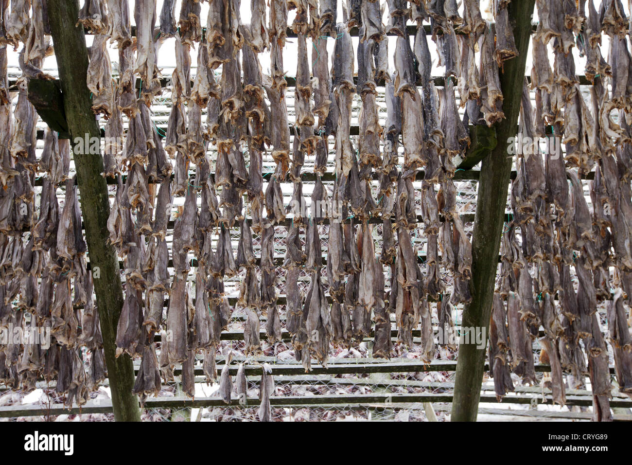 Stockfish cod drying on traditional racks, hjell, in the Arctic Circle