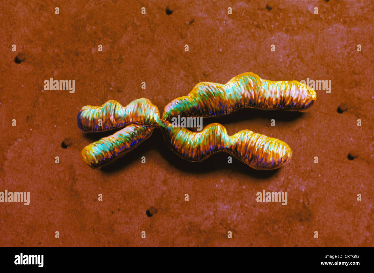 Chromosome artwork hi-res stock photography and images - Alamy