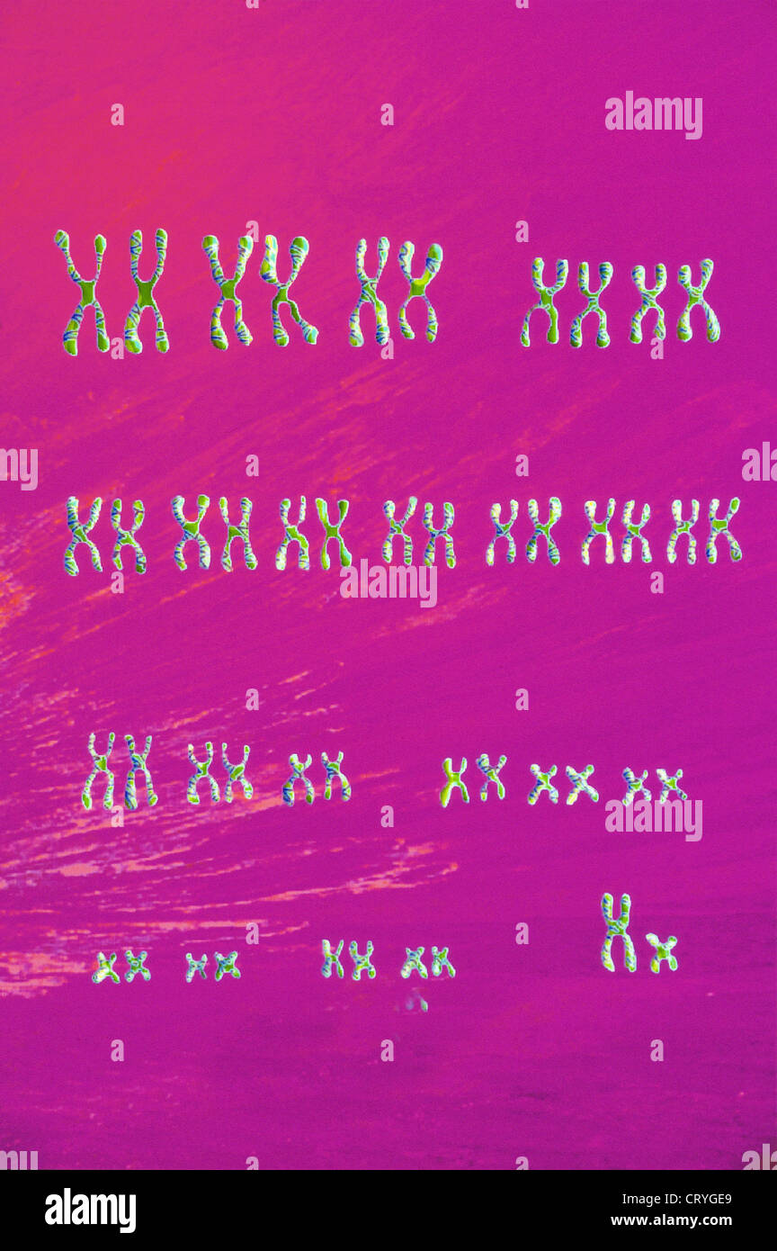 Male Karyotype Chromosomes High Resolution Stock Photography and Images ...