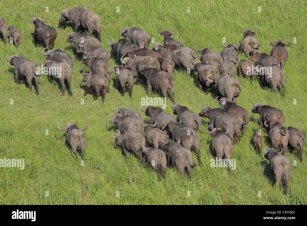 Aerial view of Buffalo herd running Stock Photo