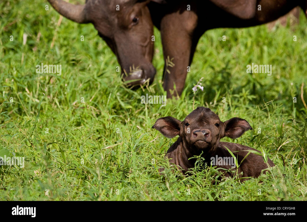 Buffalo with young calf in the foreground Stock Photo