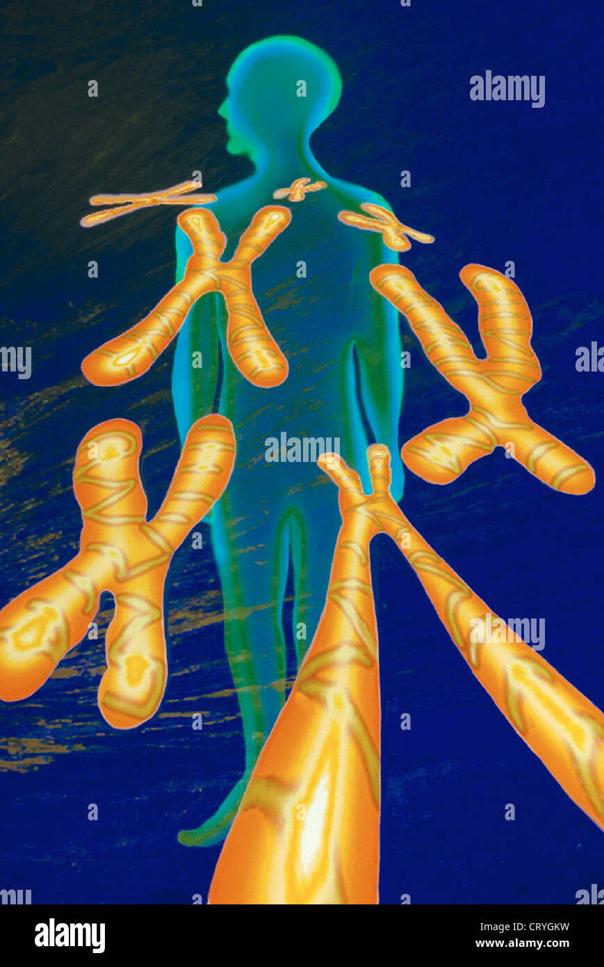 Chromosomes artwork hi-res stock photography and images - Alamy