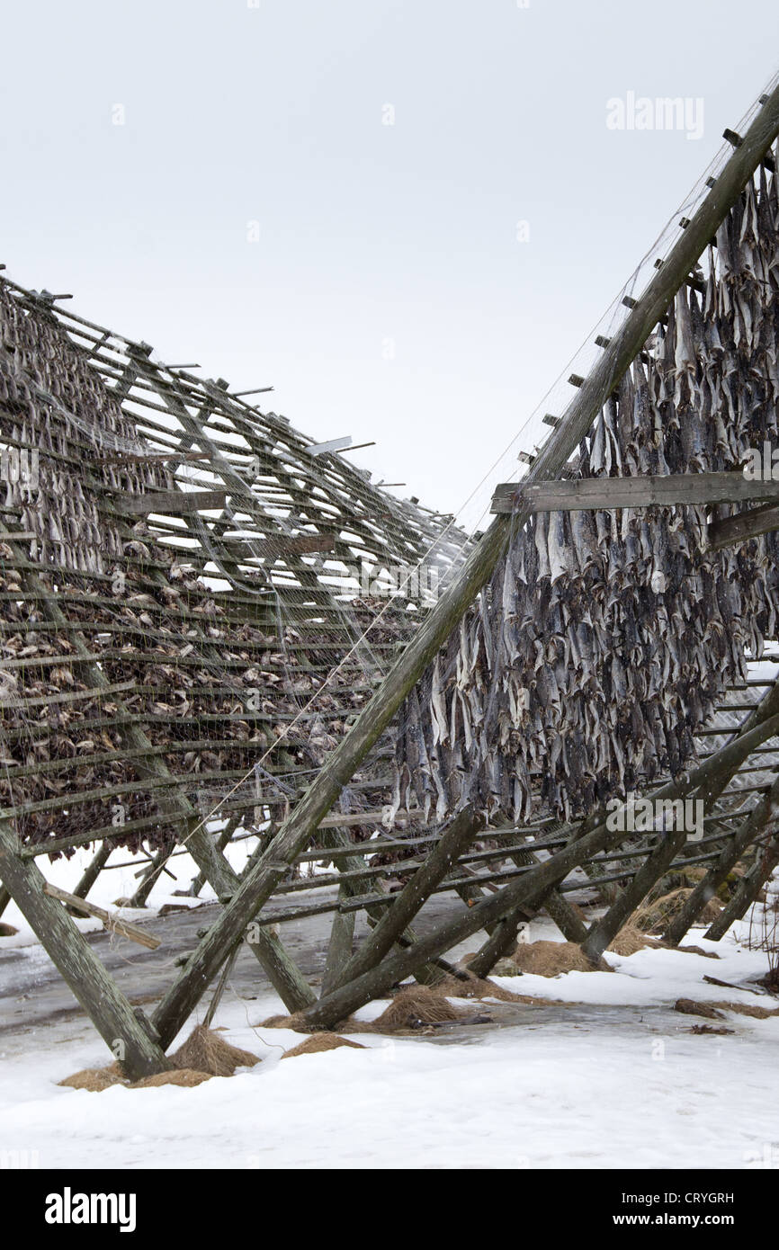 Stockfish cod drying on traditional racks, hjell, in the Arctic Circle on island of Ringvassoya in Tromso, Northern Norway Stock Photo