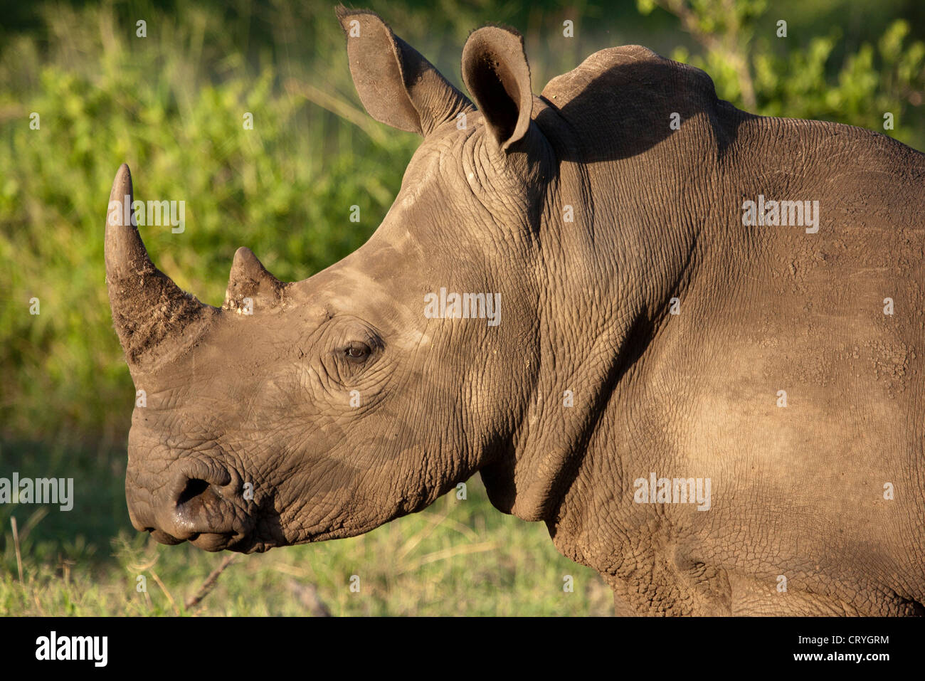 Portrait of a young white rhino Stock Photo