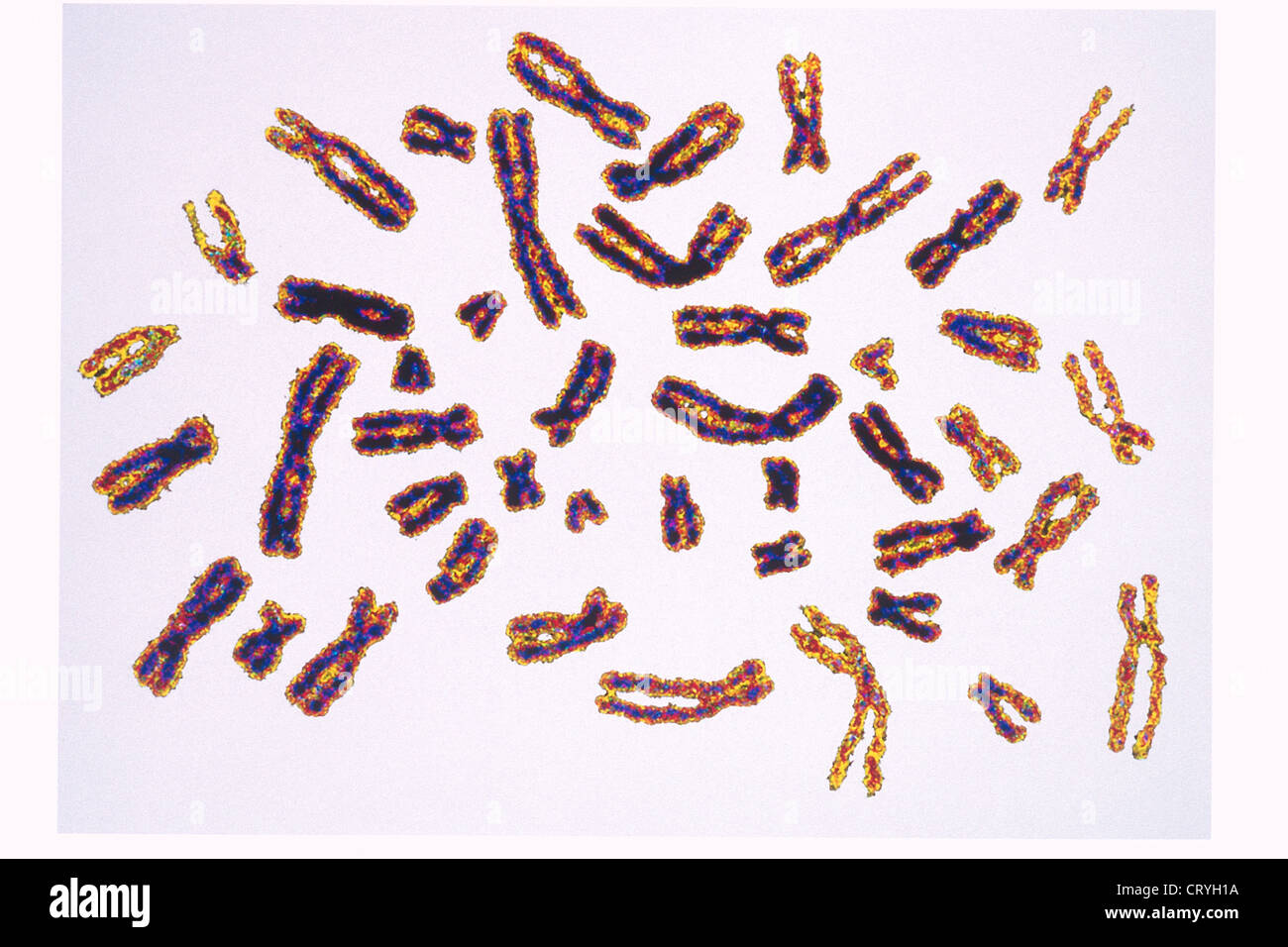 Chromosomes artwork hi-res stock photography and images - Alamy