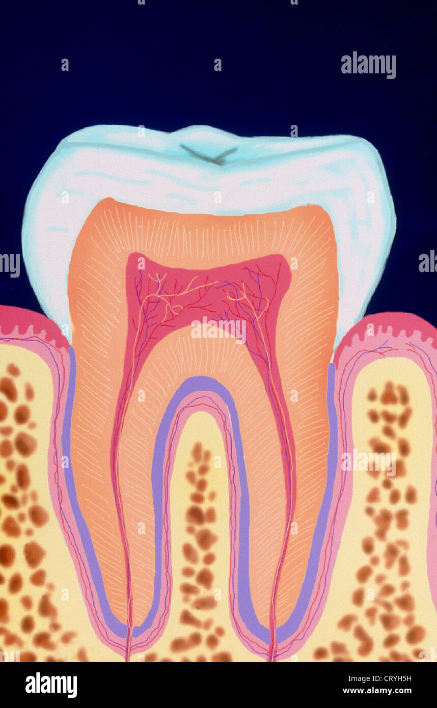 TOOTH, DRAWING Stock Photo