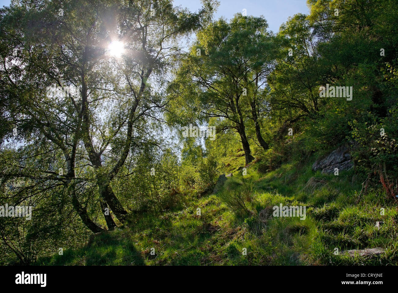 woody slope of hill (near village of mergoscia) - canton of ticino - switzerland Stock Photo