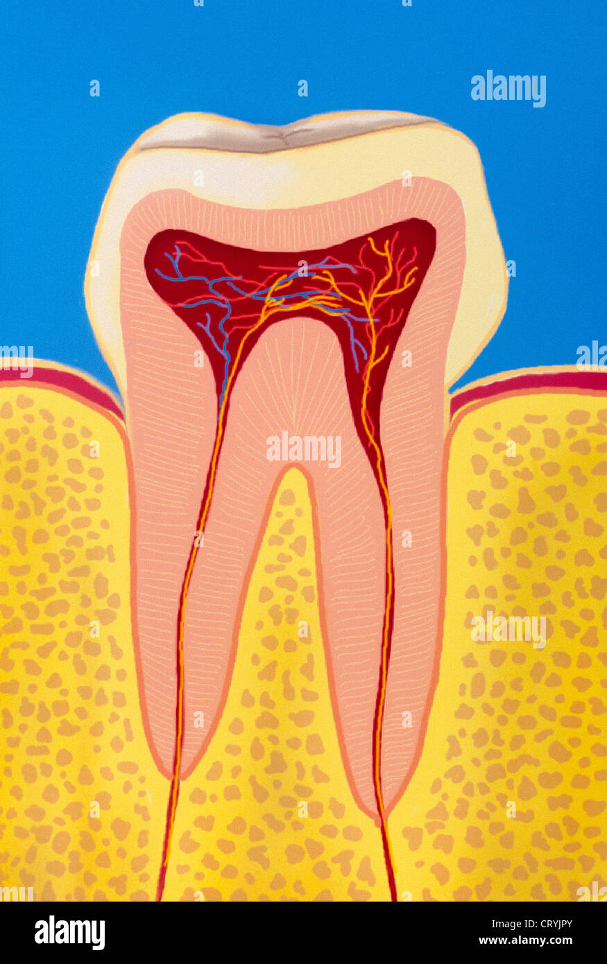 TOOTH, DRAWING Stock Photo