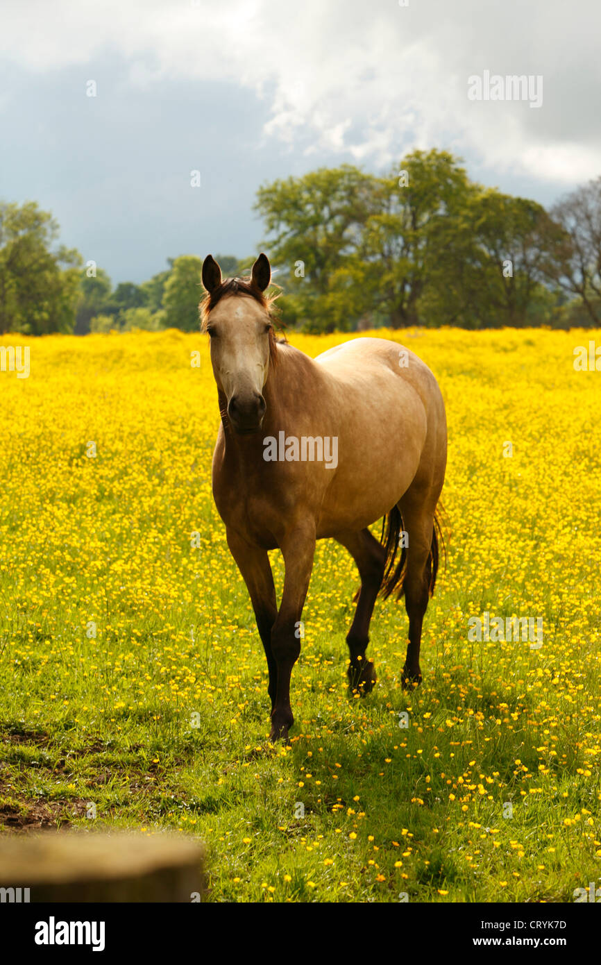 Brown horse standing in a field of buttercups. Stock Photo