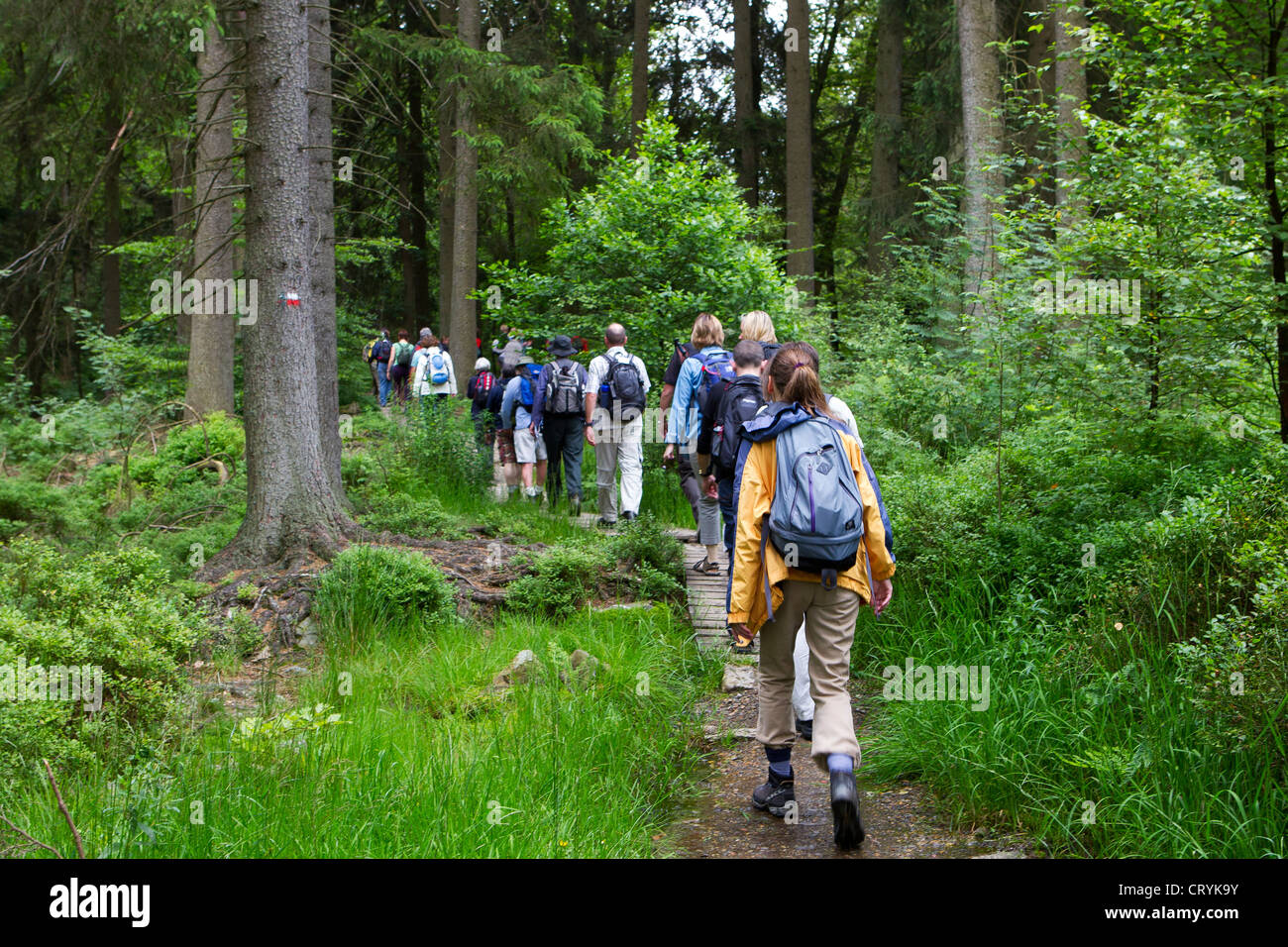 backpacking hikers walking forest trail Stock Photo