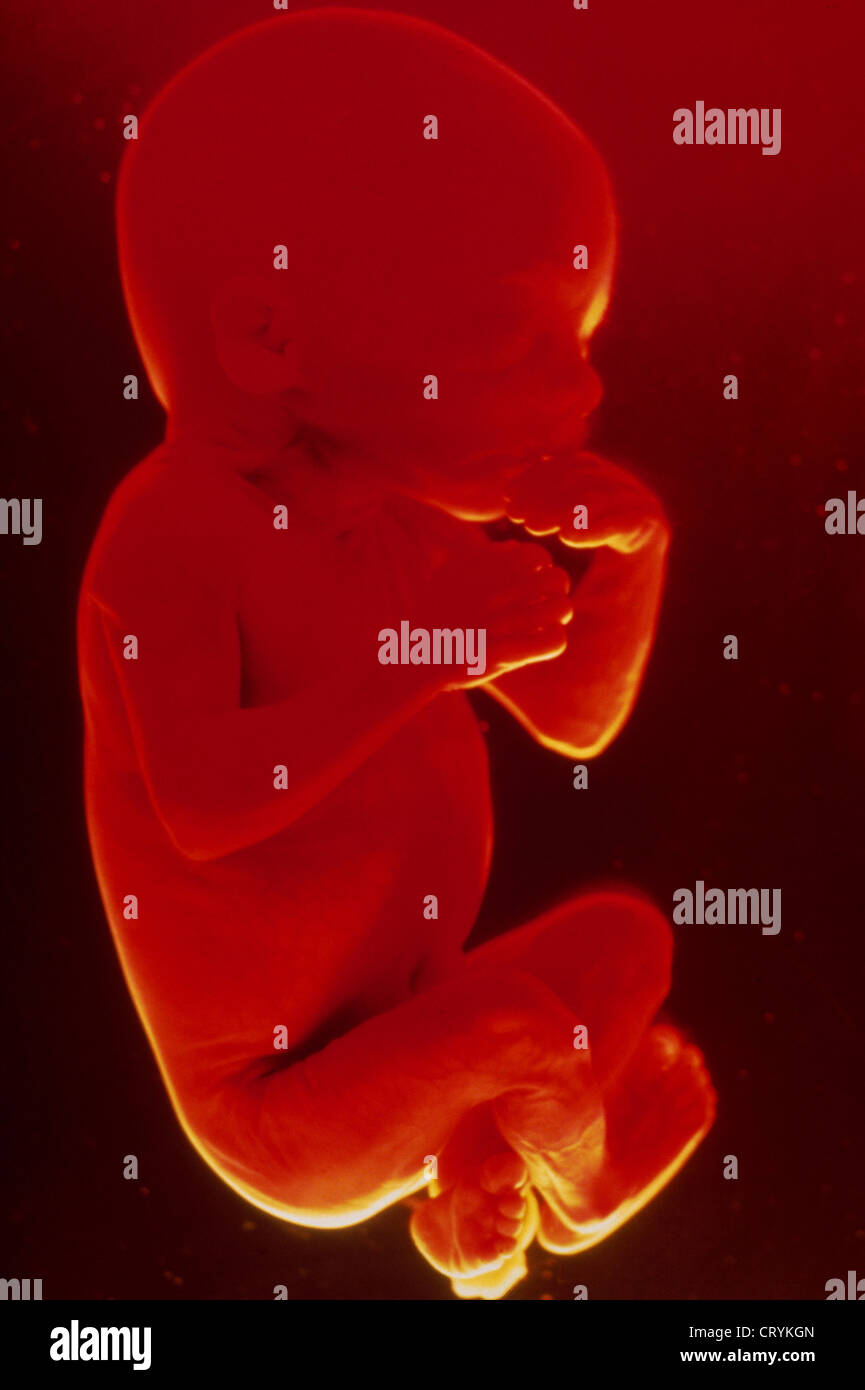 ANATOMY OF THE FETUS Stock Photo Biology Diagrams