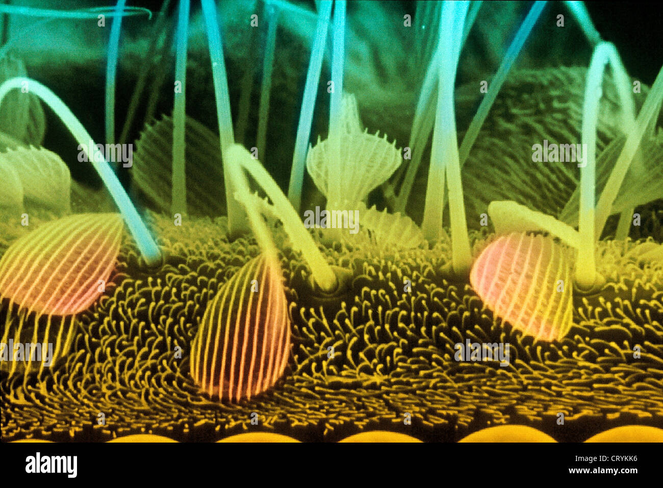 MOSQUITO PROBOSCIS, SEM Stock Photo - Alamy
