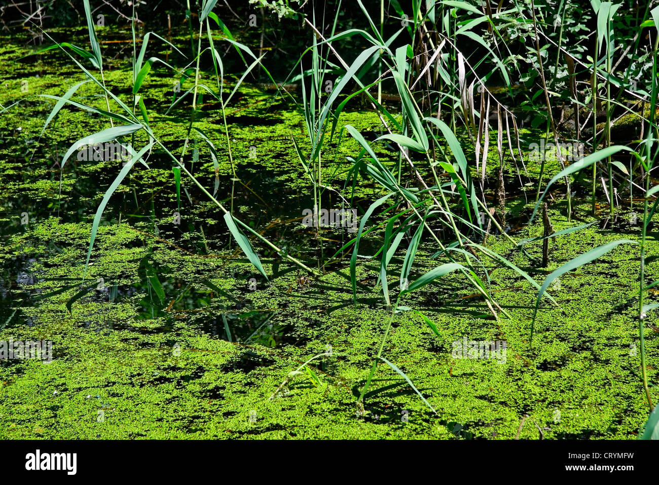 natural reserve area of magadino ponds on magadino plain - canton of ticino - switzerland Stock Photo