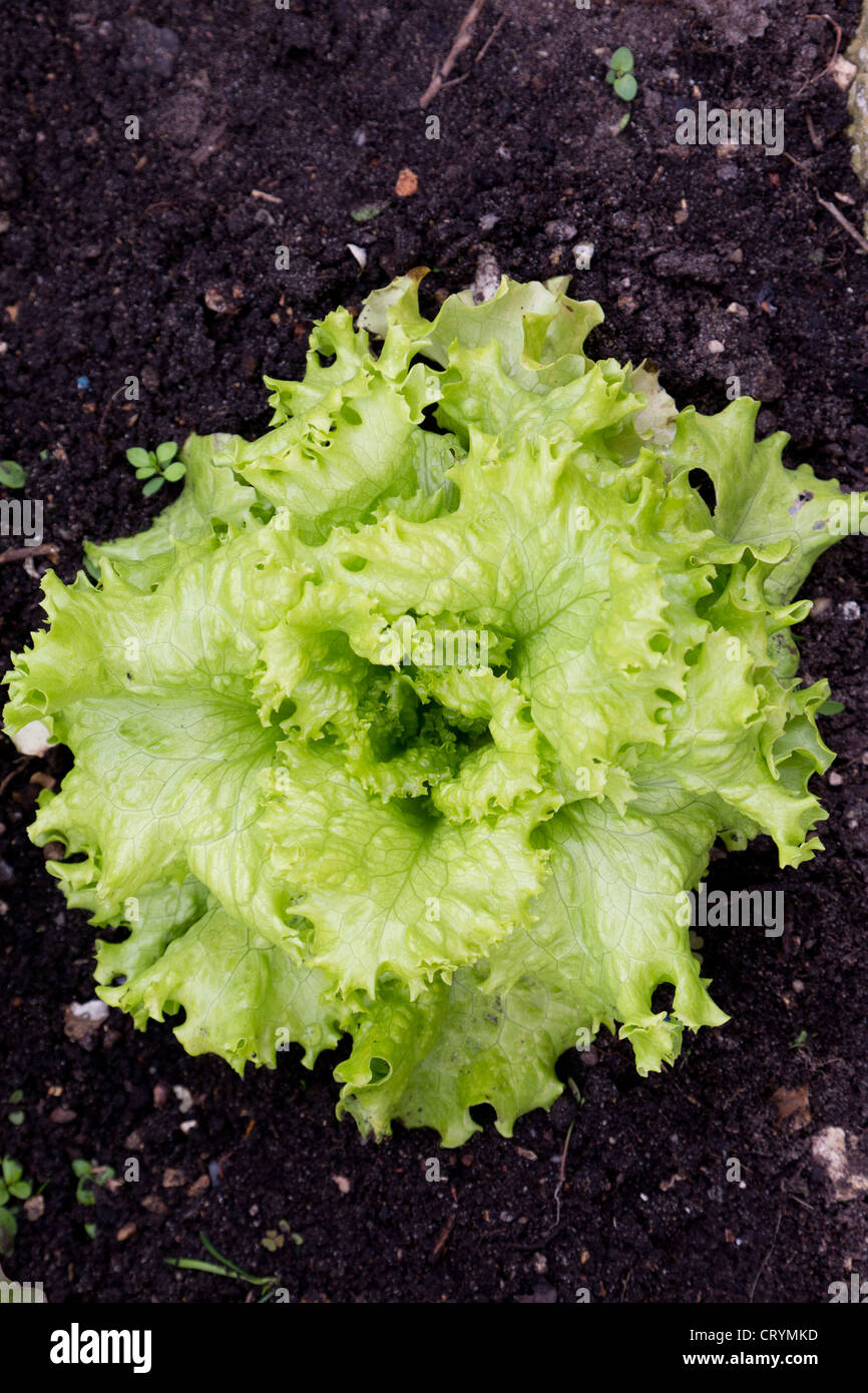 Iceberg Lettuce Plant Stock Photo Alamy