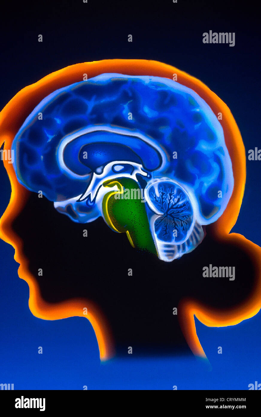 BRAIN STEM, DRAWING Stock Photo - Alamy