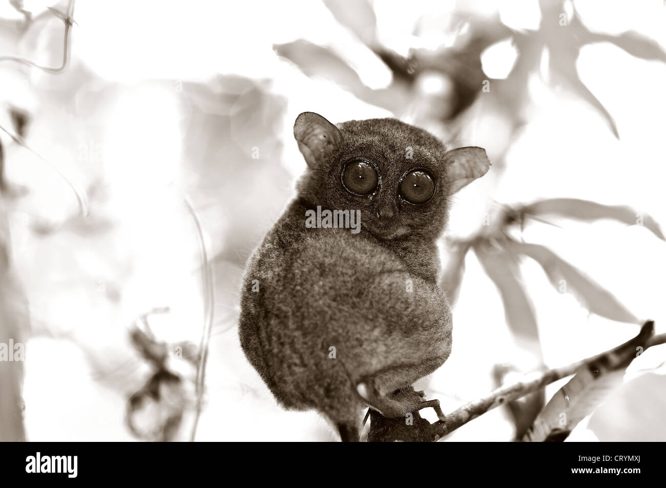 tarsier visitors centre corella bohol philippines Stock Photo