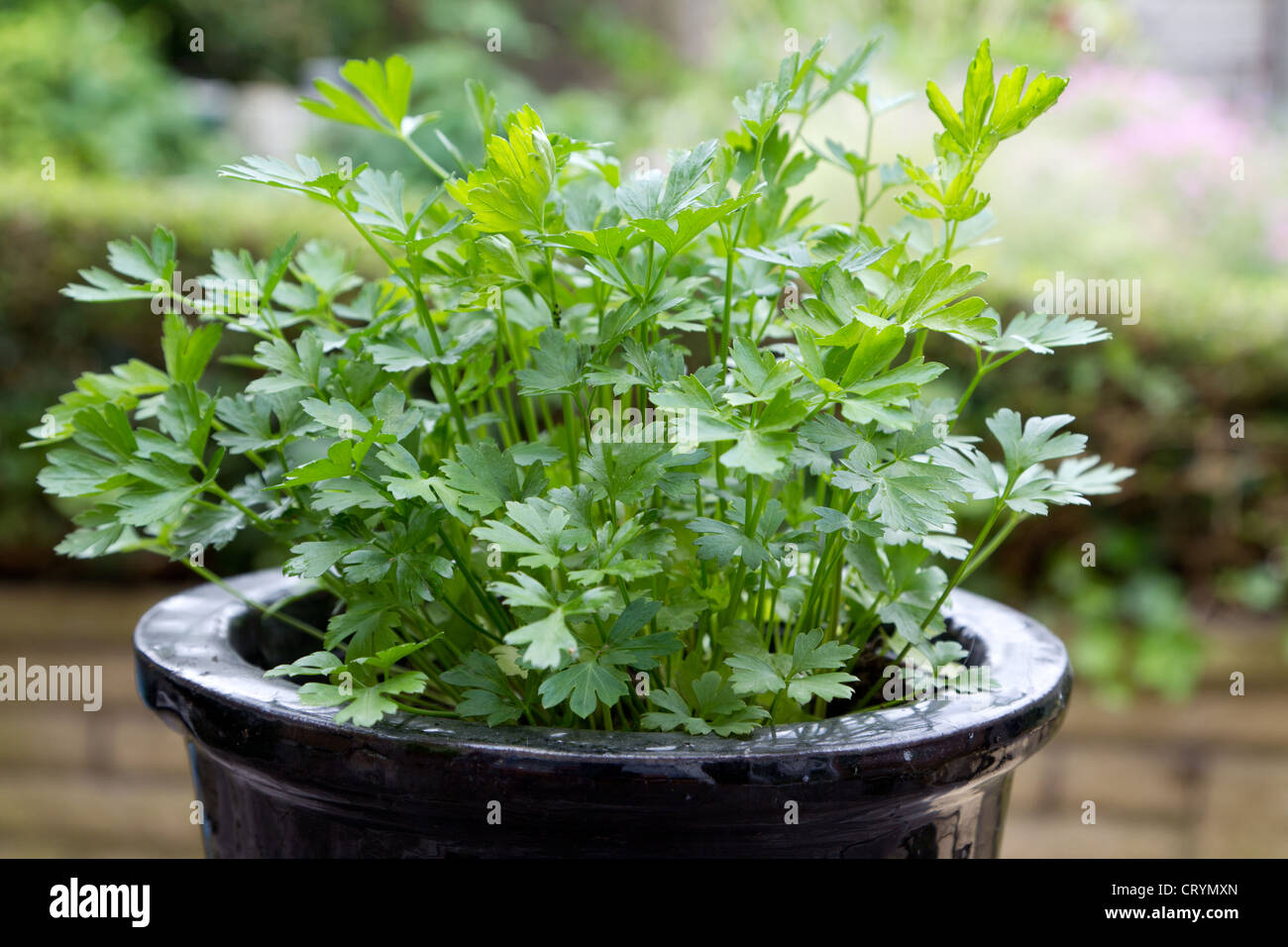 Closeup of a flat leaf parsley plant in a pot Stock Photo