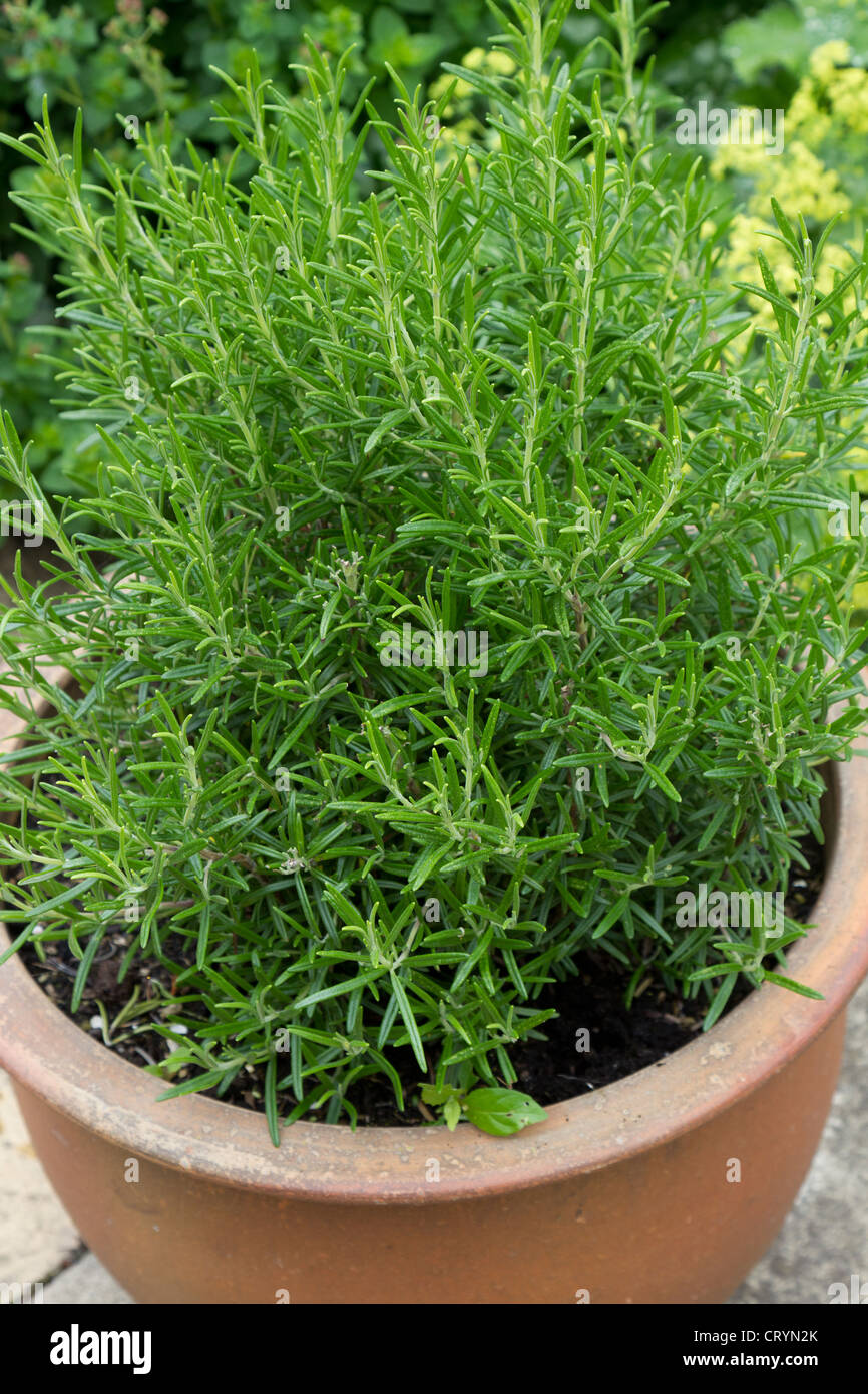 Large pot of Rosemary on a garden patio Stock Photo Alamy