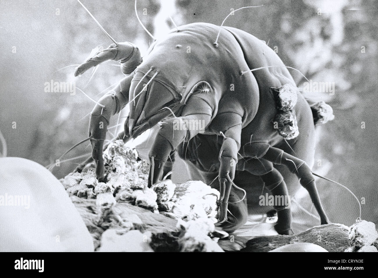 Grain mites acarus siro hires stock photography and images Alamy