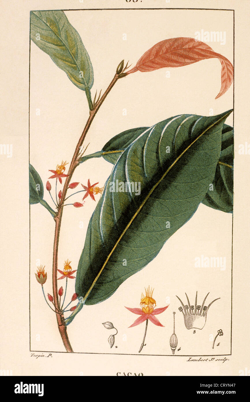 CACAO TREE Stock Photo