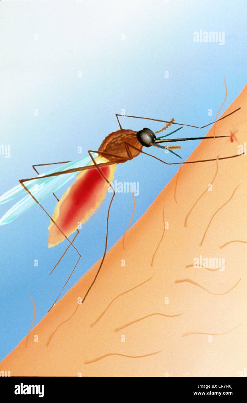 How to Draw a Mosquito VIDEO  StepbyStep Pictures