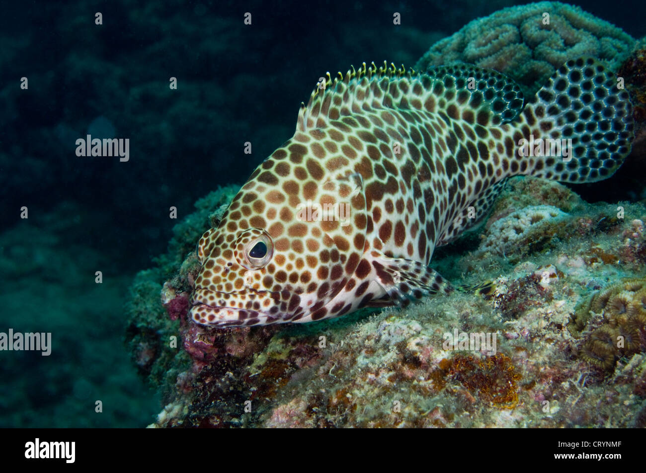 Grouper, Okinawa, Japan Stock Photo