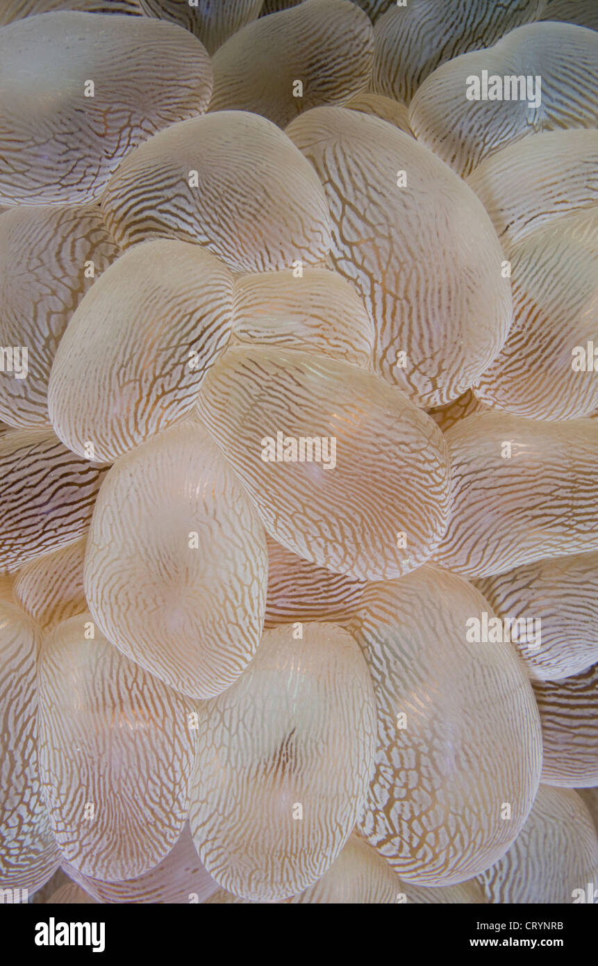 Bubble Coral, Okinawa, Japan Stock Photo