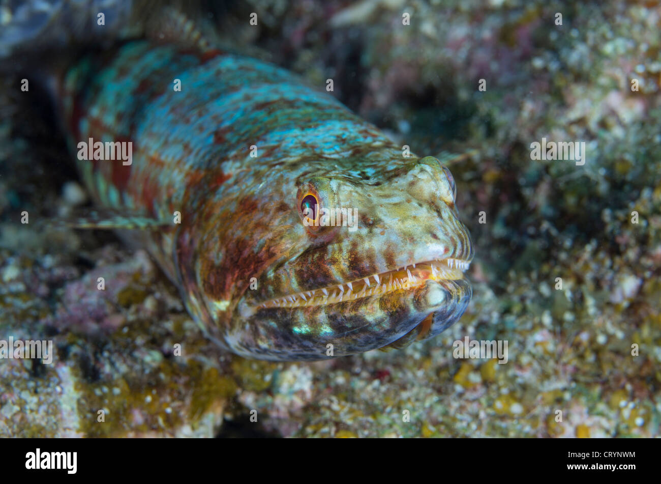Lizardfish - Scuba diving at Cape Maeda, Okinawa, Japan Stock Photo