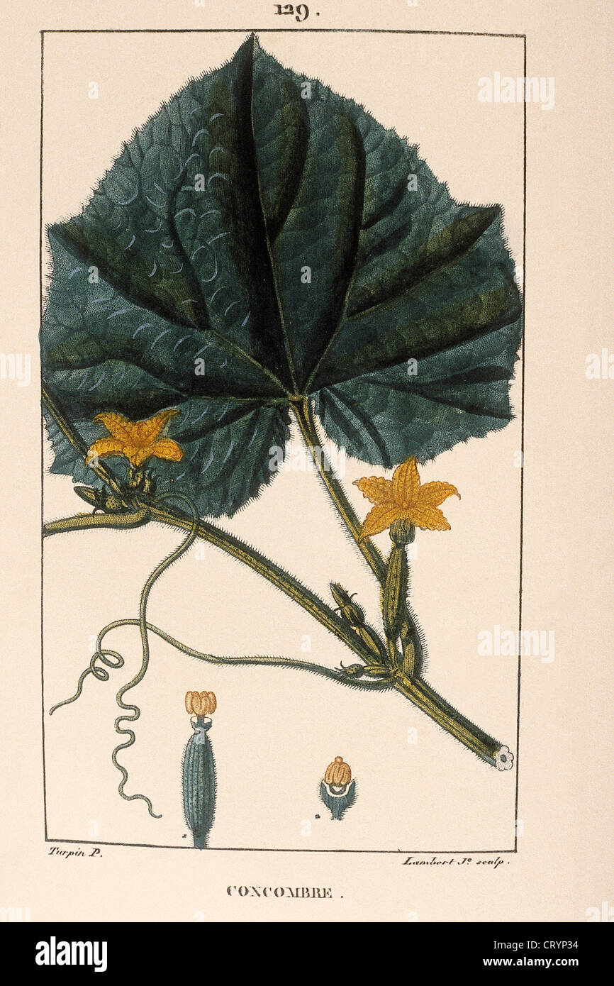 CUCUMBER PLANT Stock Photo