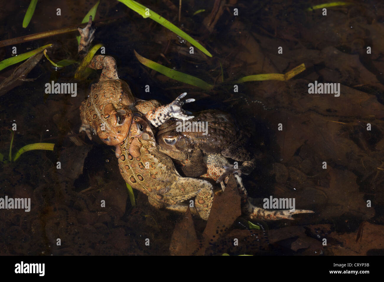 American toad , Bufo americanus , New York , toad ball, males attempting to mate with female, Stock Photo