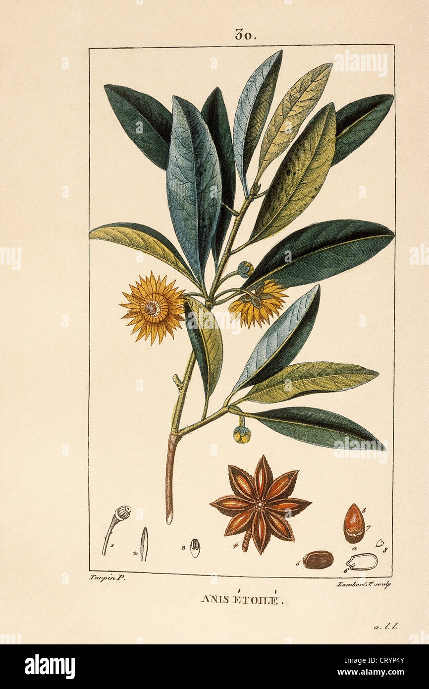 STAR ANISE Stock Photo