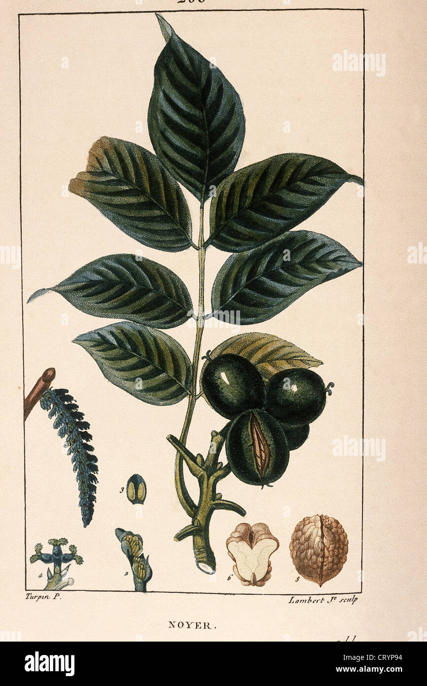 WALNUT TREE Stock Photo