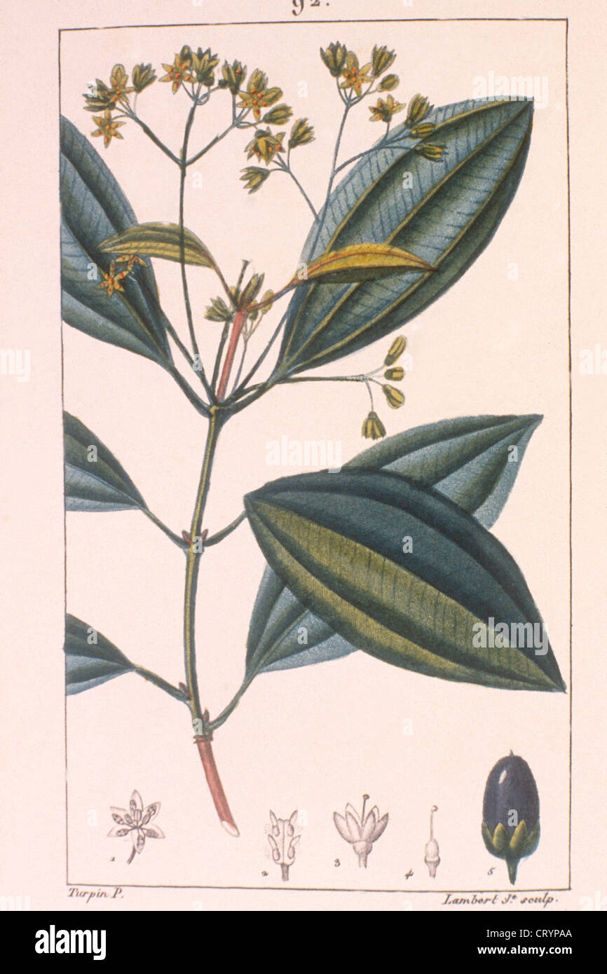 CINNAMON Stock Photo