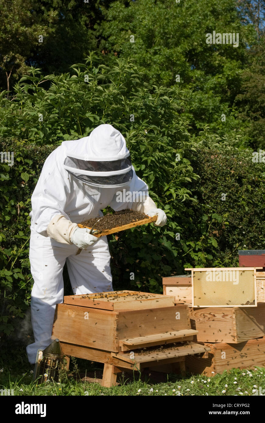 Beekeeper examining frames from a WBC bee hive Stock Photo