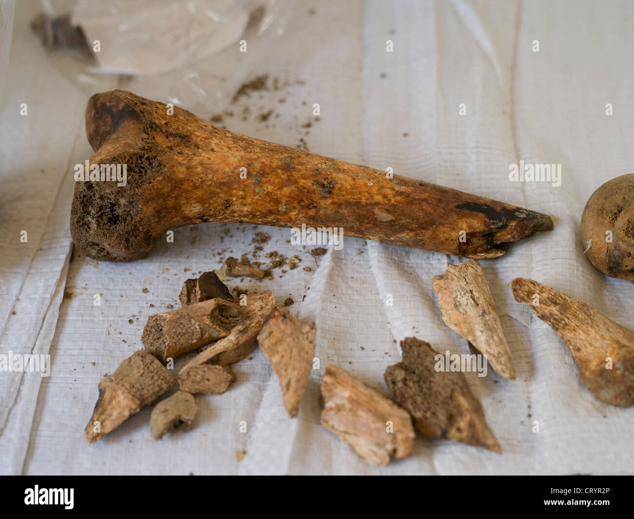 Bone fragments part of the human remains from WWII that are found during construction on Okinawa Stock Photo