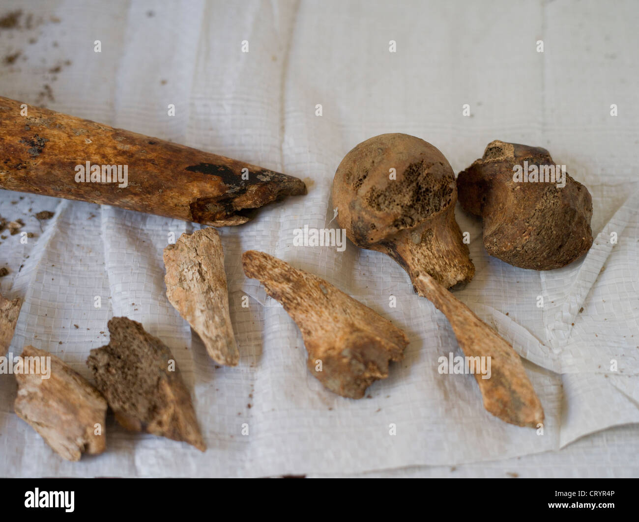 Bone fragments part of the human remains from WWII that are found during construction on Okinawa Stock Photo