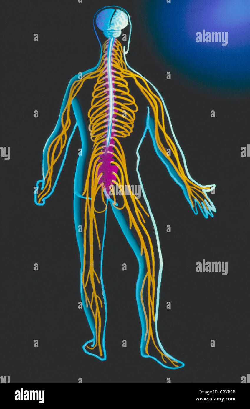NERVOUS SYSTEM, DRAWING Stock Photo