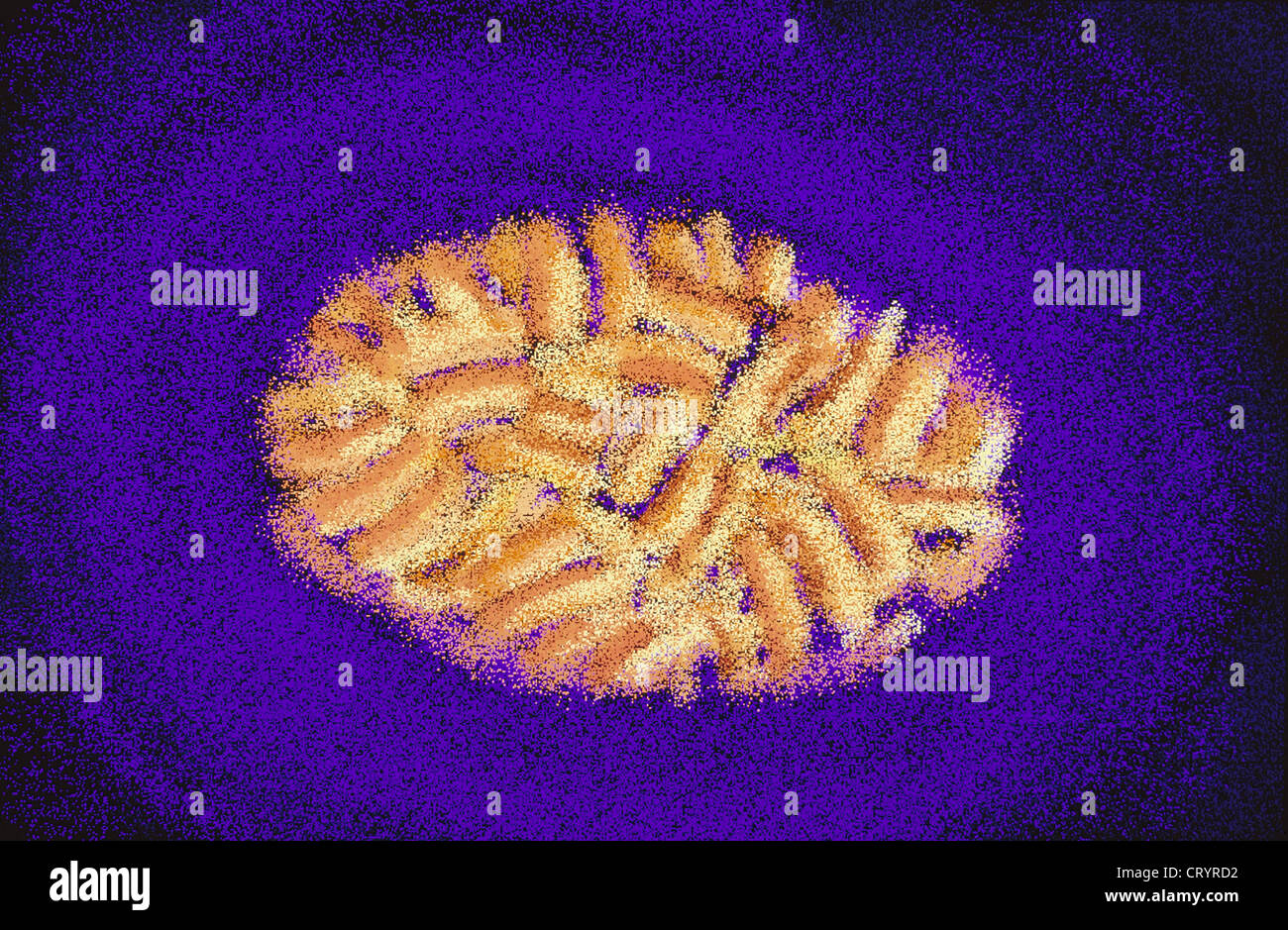 POX VIRUS Stock Photo