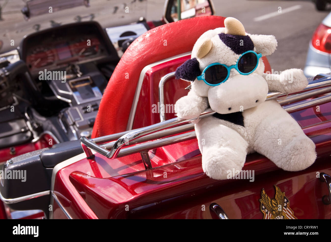 Stuffed cow with sunglasses on the back of a motorbike - Trouville (France) Stock Photo
