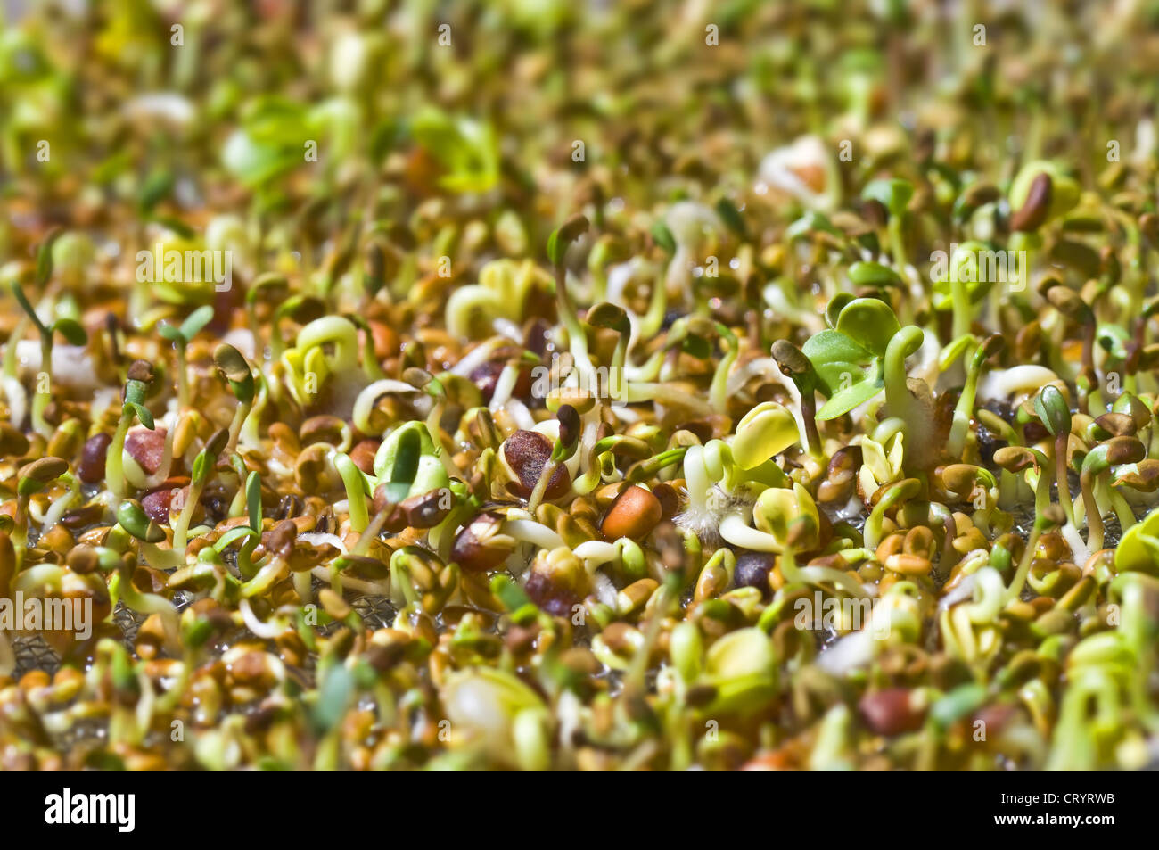 Germinated seed hires stock photography and images Alamy
