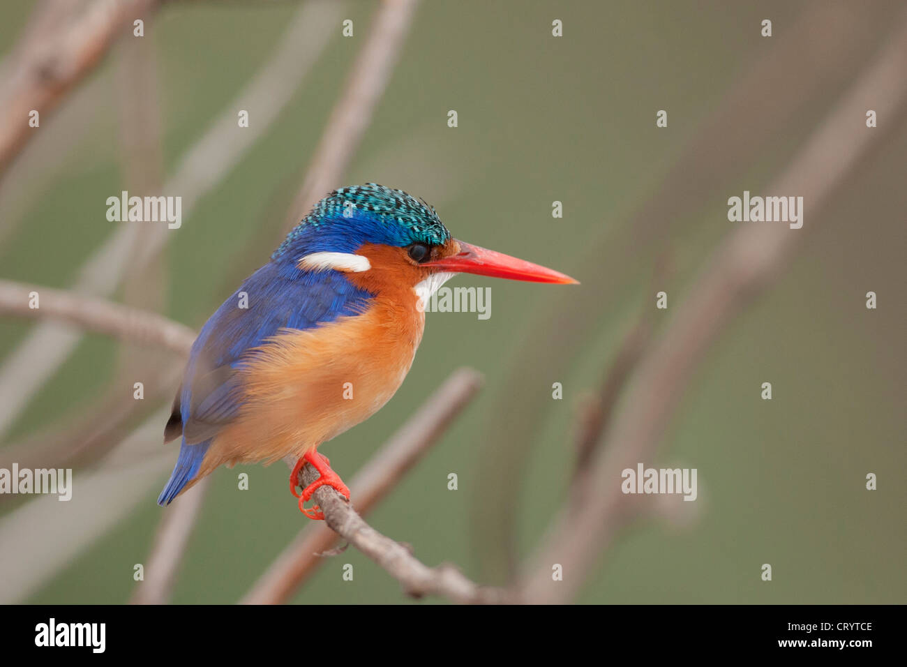 The Malachite Kingfisher of Southern Africa waiting for its next fish perched at Lake Naivasha in Kenya . Stock Photo