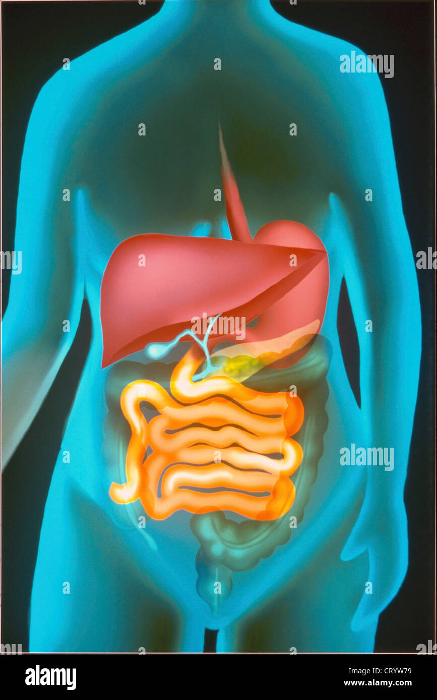 DIGESTIVE SYSTEM, ILLUSTRATION Stock Photo Alamy