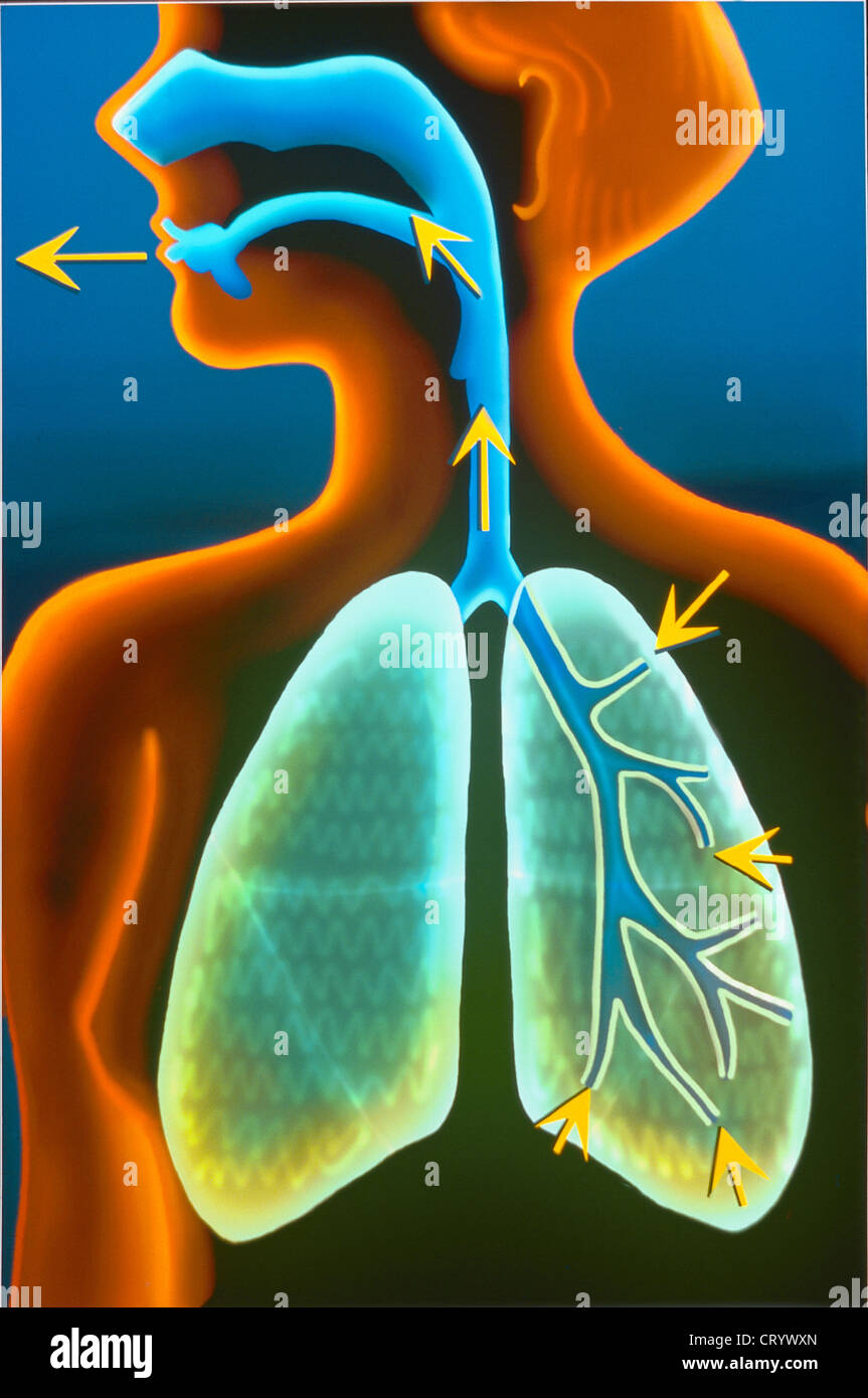 Nasal cavity drawings hi-res stock photography and images - Alamy
