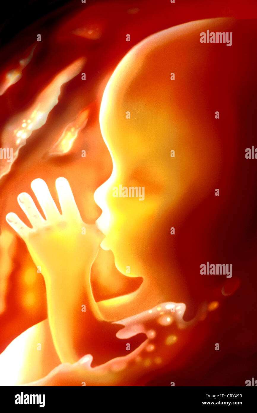 Fetus 6 months hi-res stock photography and images - Alamy