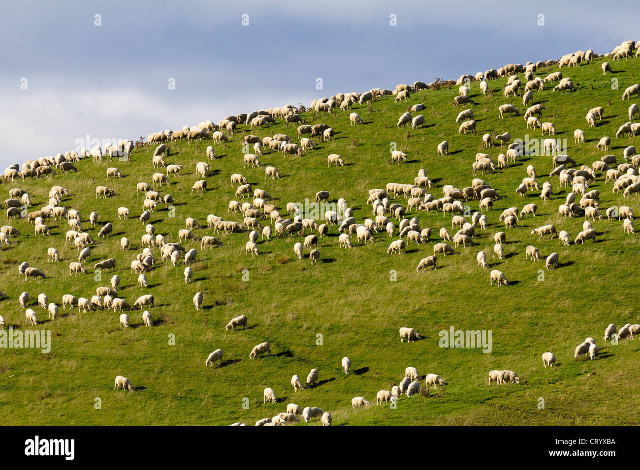 A hill full of sheep, South Island of New Zealand Stock Photo