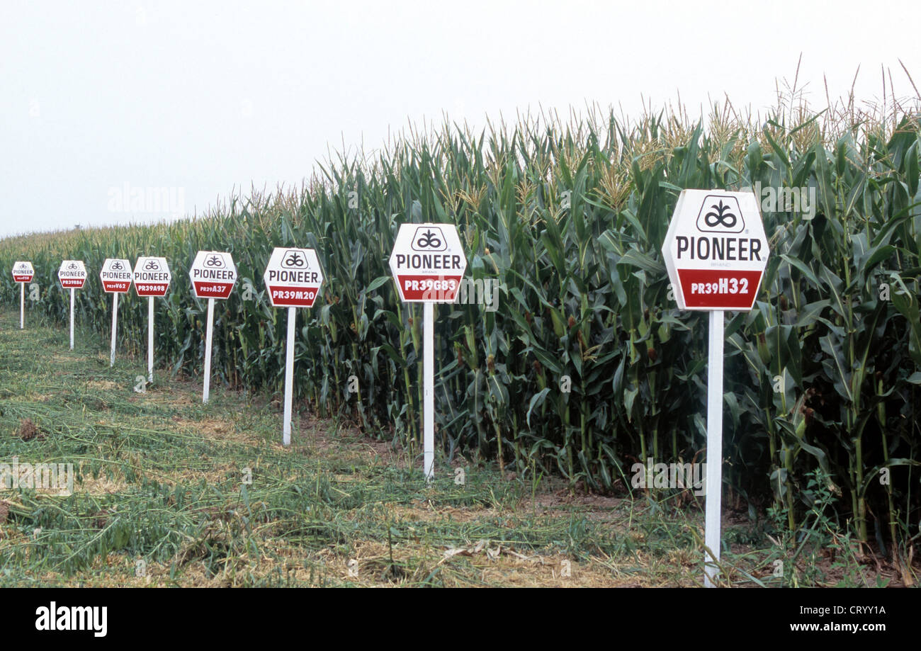 Corn field with signs of different varieties and breeds Stock Photo