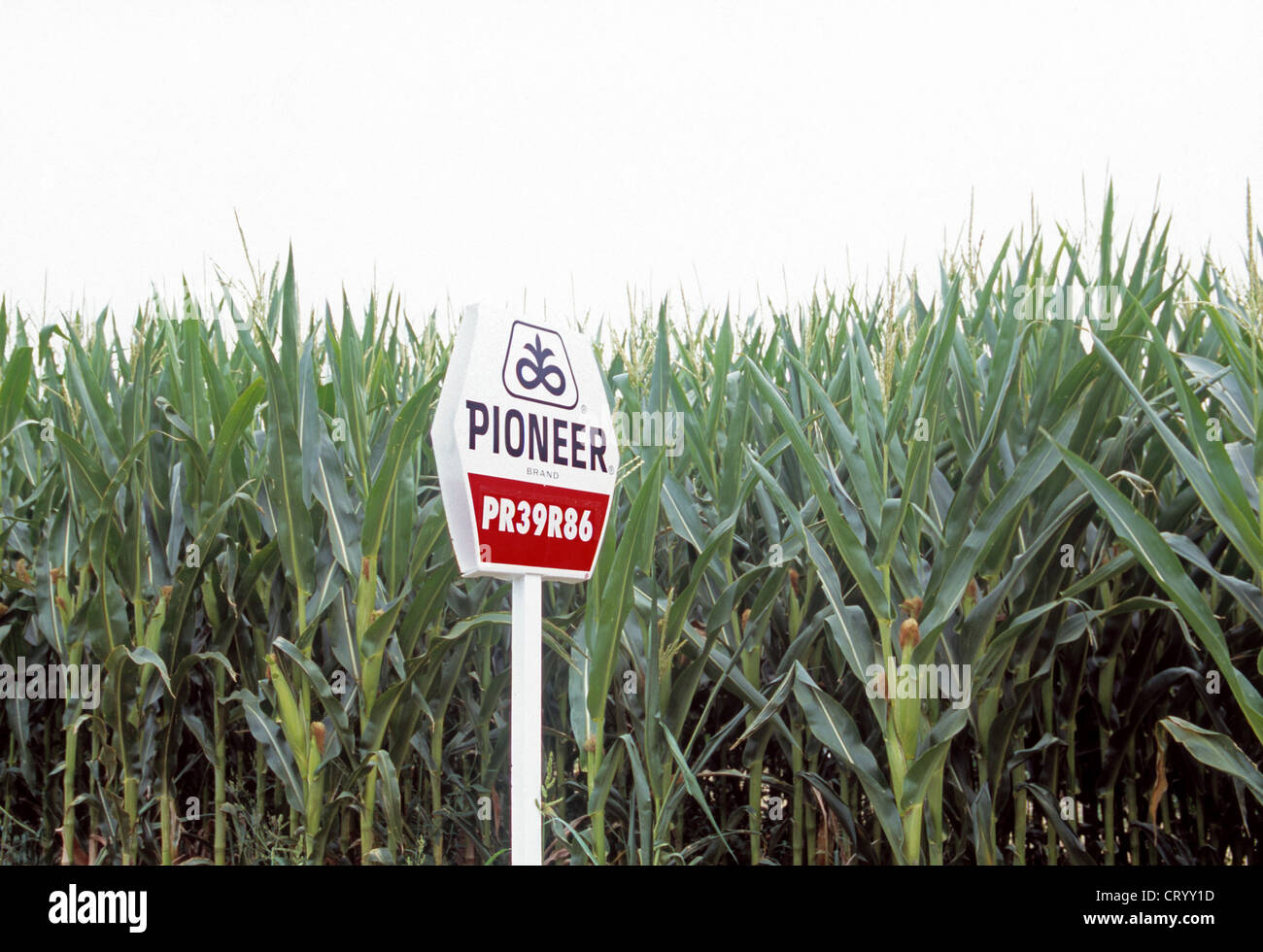 Corn field with signs of different varieties and breeds Stock Photo