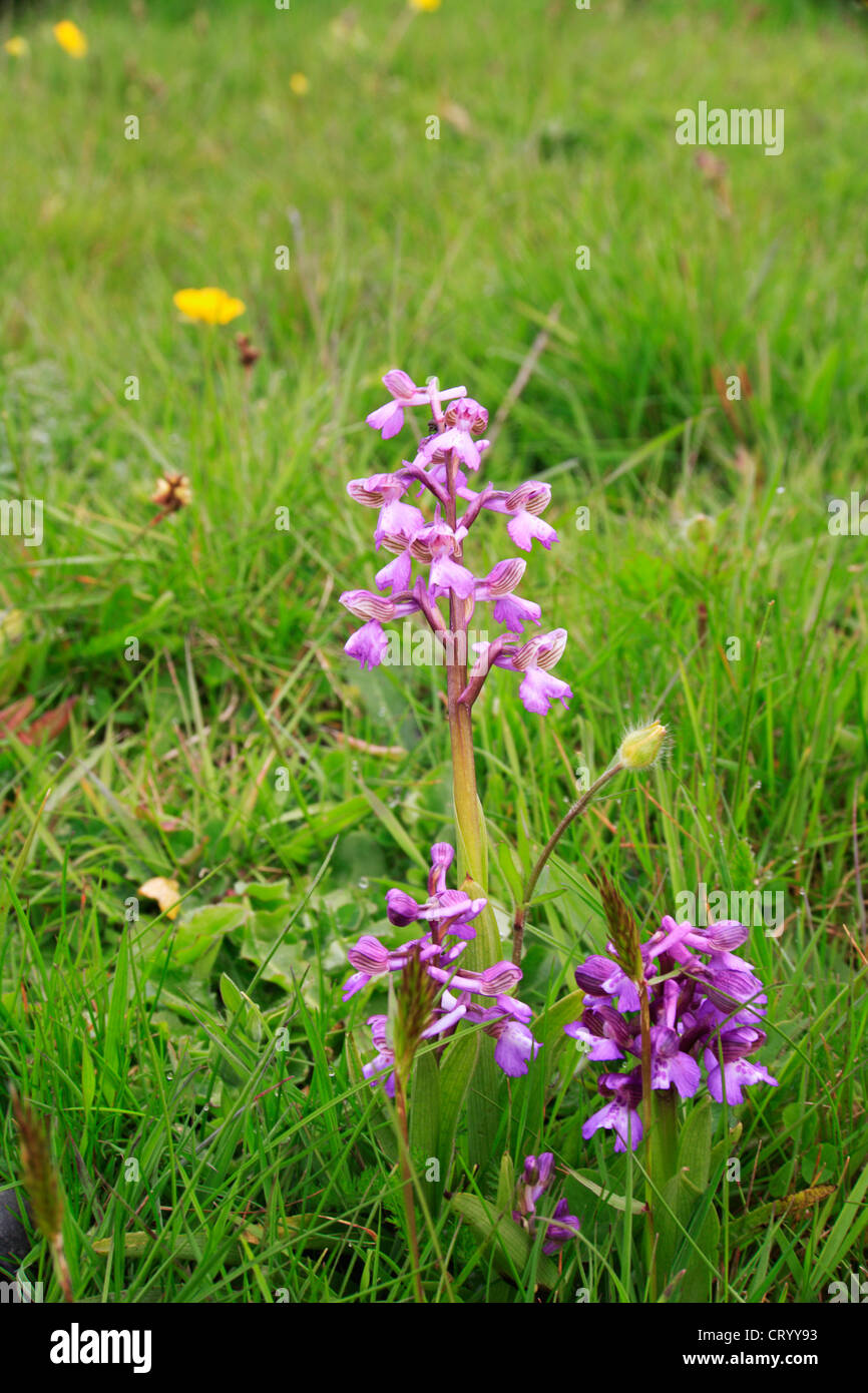 A group of Green-winged Orchids on common land in South Norfolk, England, United Kingdom. Stock Photo