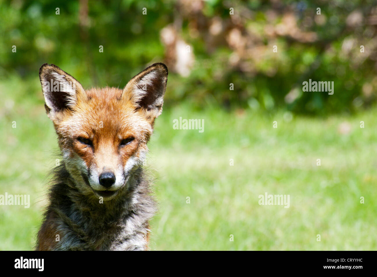 An urban fox in a South London garden. Stock Photo